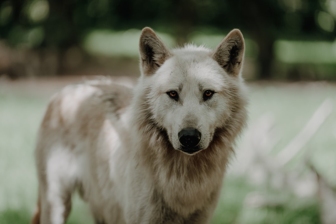 Neukgu Crypto Public The Elusive Neukgu: A Modern-Day Hunt