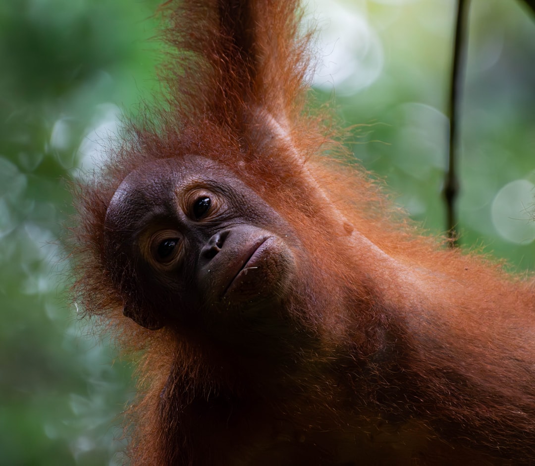 Wildlife Tourism in Malaysian Borneo: The Reality Behind the Instagram Photos