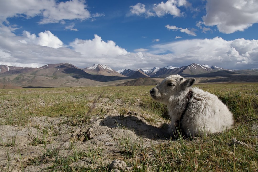 Pamir Highway on the Fly: Is Central Asia's Most Remote Route Possible Without Pre-Planning?