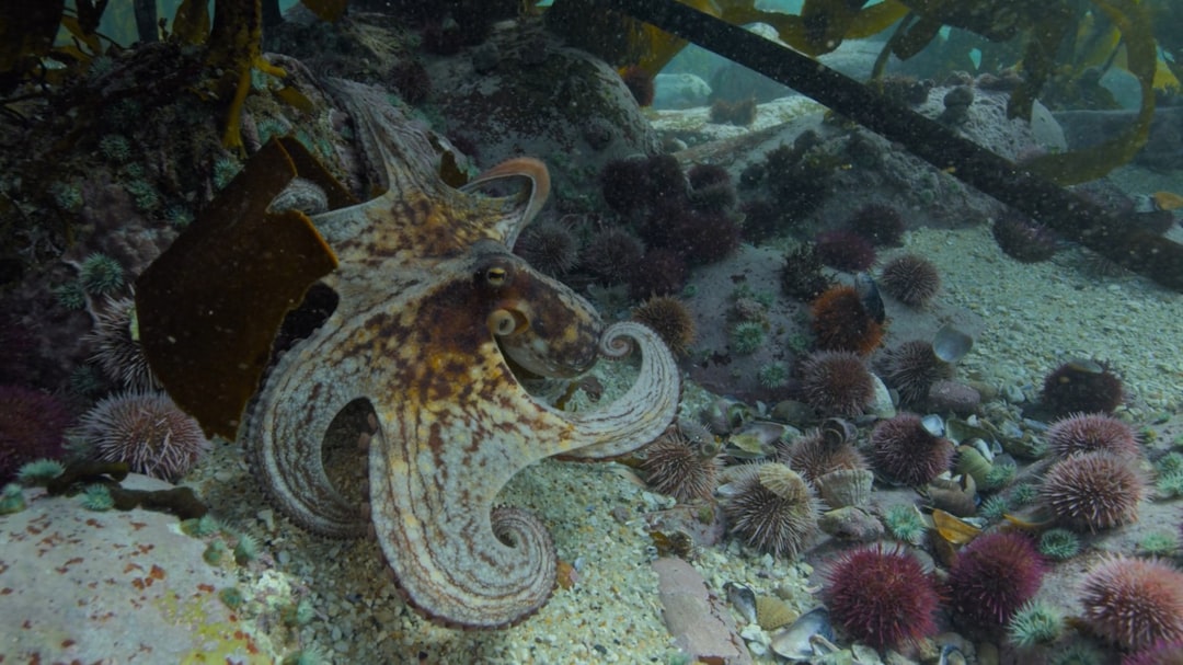 Plastic Pollution Disrupts Ocean Predator-Prey Dynamics, Octopus Study Reveals