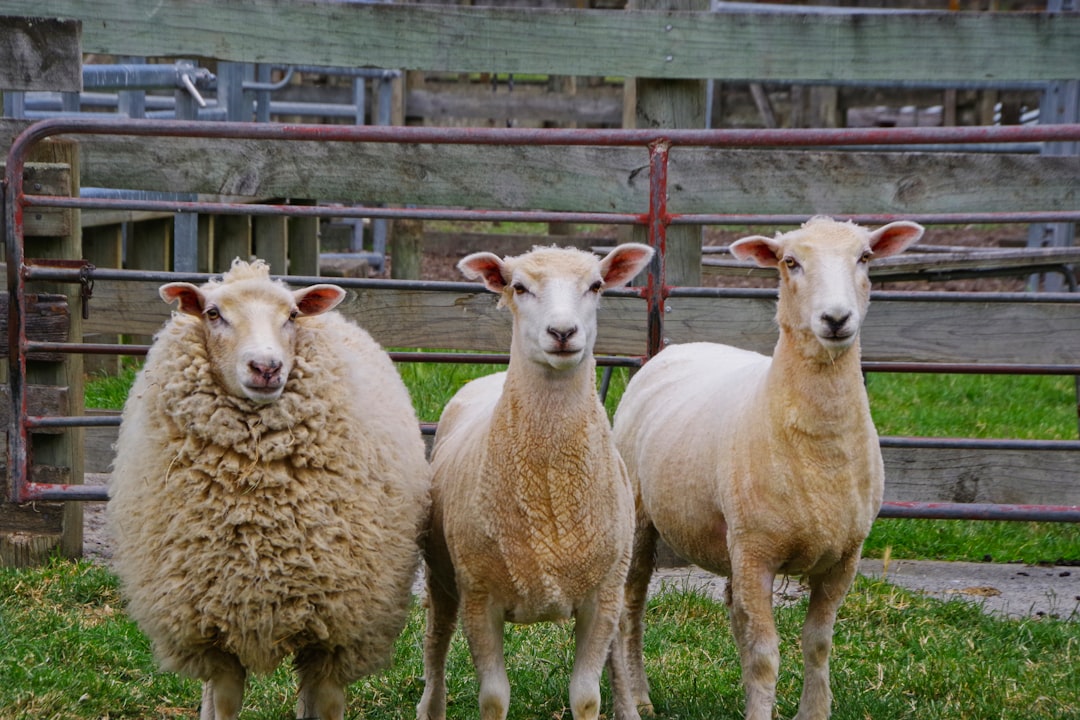New Zealand Changes KiwiSaver Rules to Help Farmers Buy First Homes