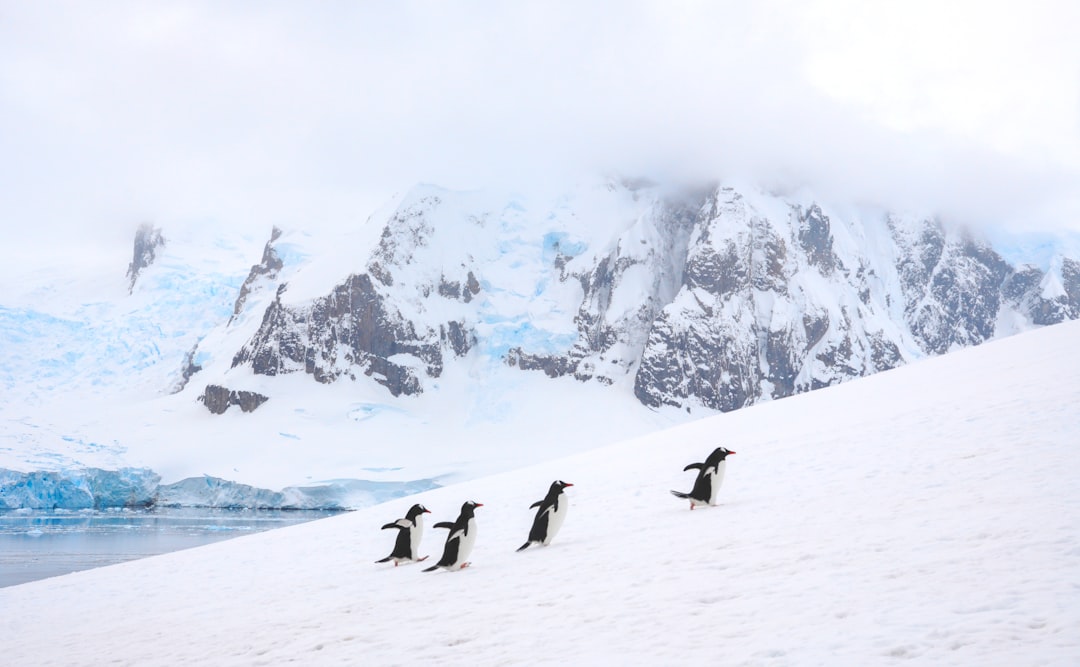 Emperor Penguins Now Endangered as Climate Crisis Accelerates Antarctic Ice Loss