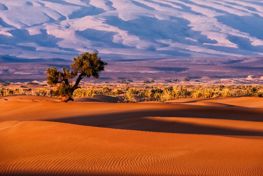 500 Tortoises Succeed Where Tree-Planting Failed: How Wildlife Restored the Sahara