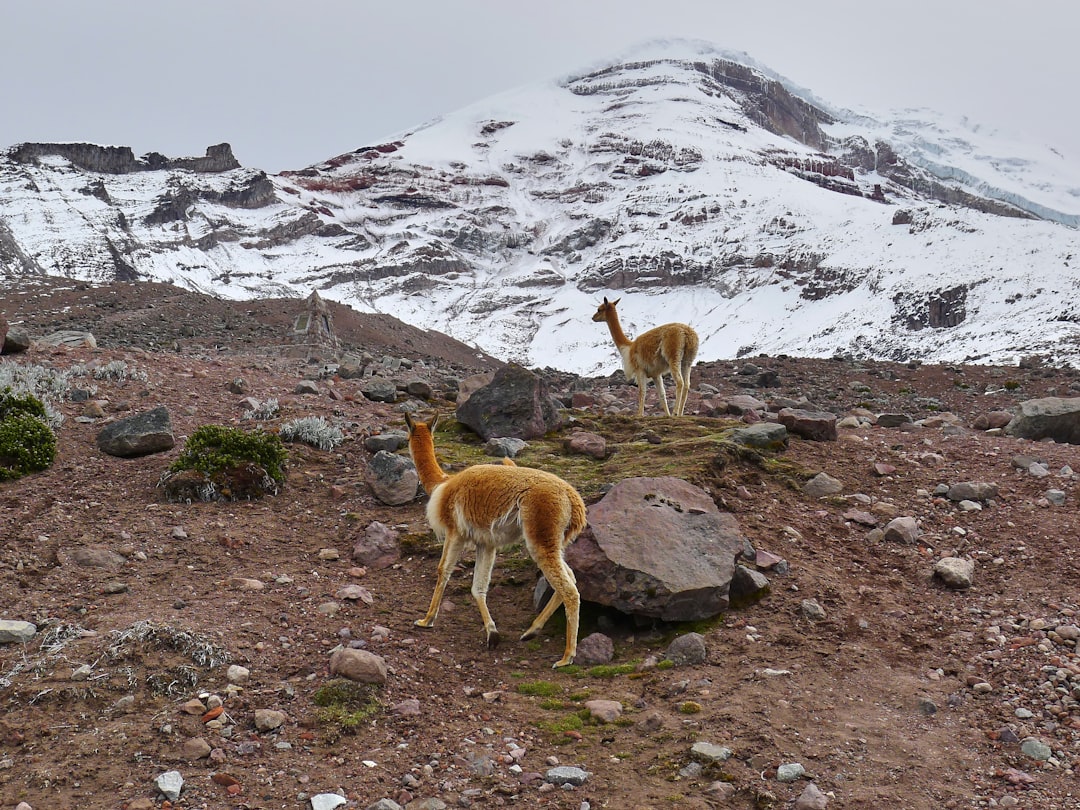 Ecuador's Deteriorating Safety Situation Forces Backpackers to Rethink Routes