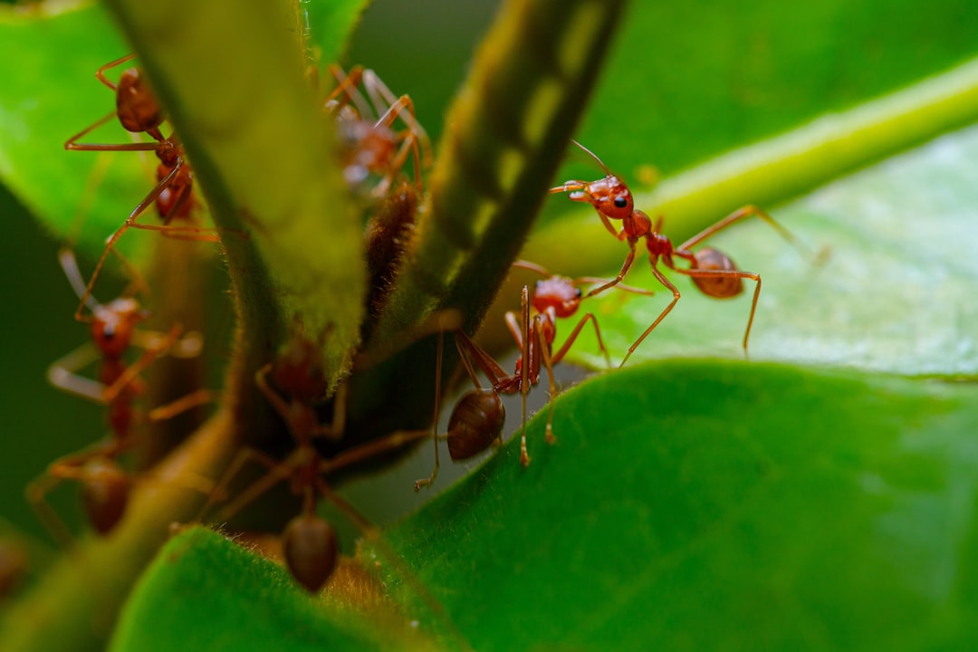 Invasive Fire Ants Reach Queensland's World Heritage Rainforest, Threatening Ecosystem