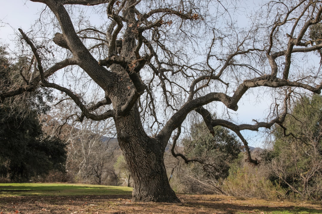 World's Oldest Oak Tree Wins Protection From California Development