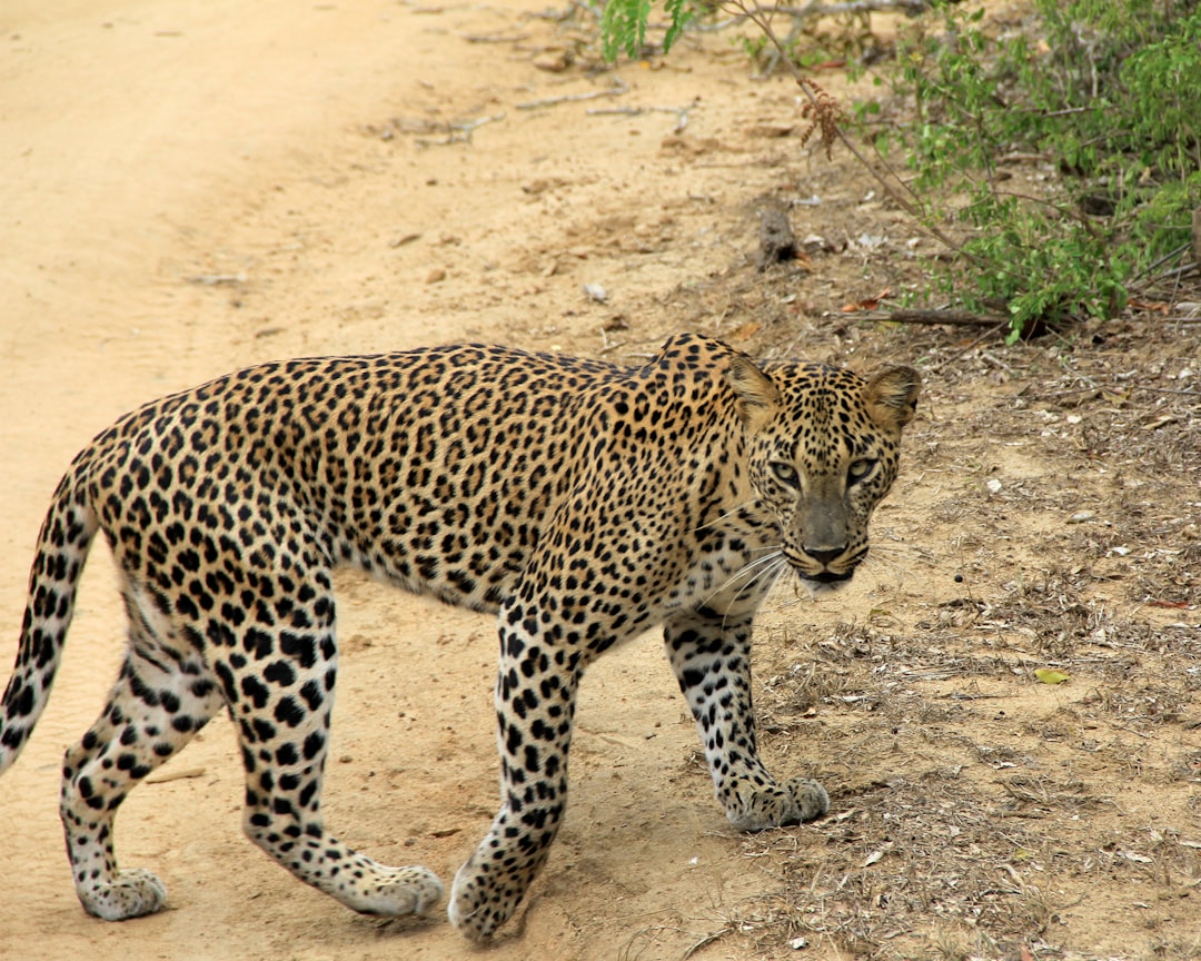 Sri Lanka's Wildlife Secret: Safari-Quality Animal Encounters Without the Africa Price Tag