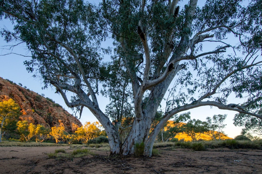 Big Red Bash Cancelled as Fuel Prices Hit Australia's Outback Tourism