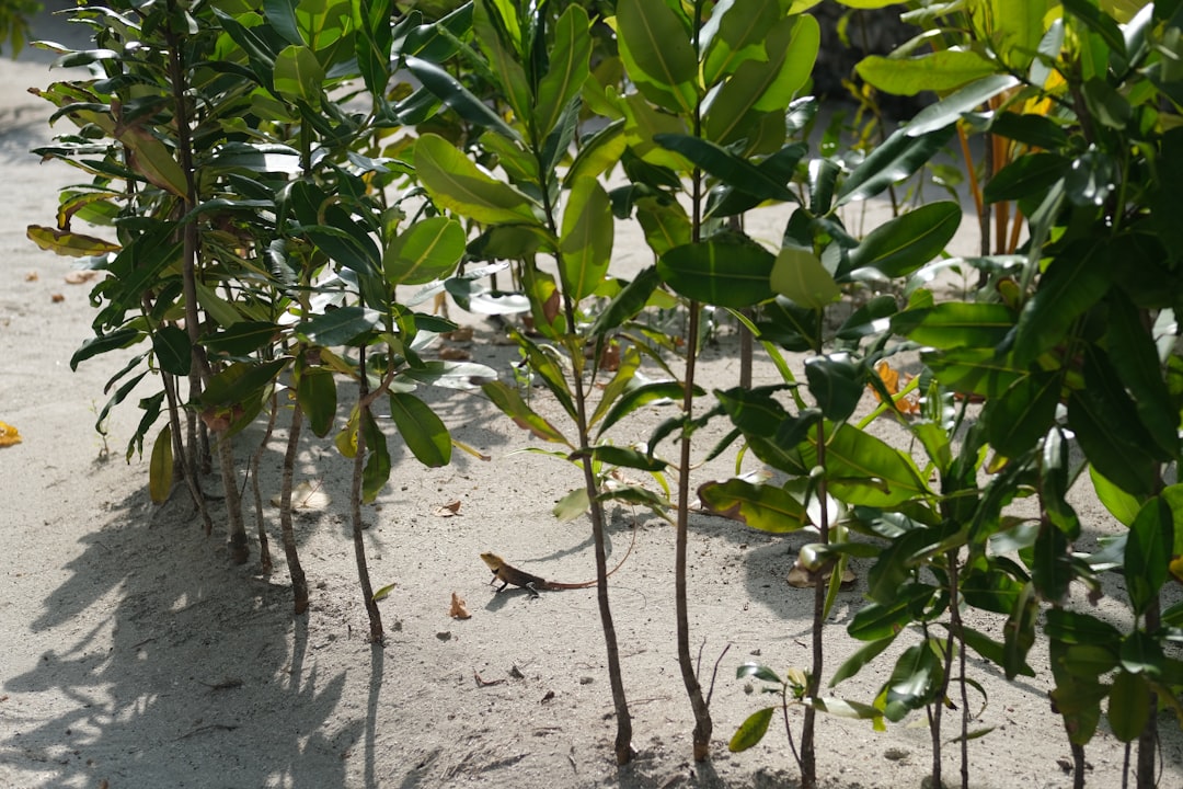 Mangrove Restoration Brings Cambodian Fisheries Back from Collapse
