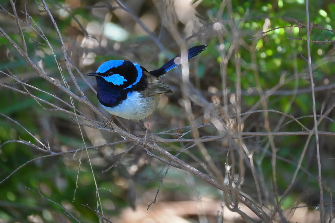 Australia's Superb Fairywren Could Be Extinct Within Decades Due to Climate Crisis, Scientists Warn