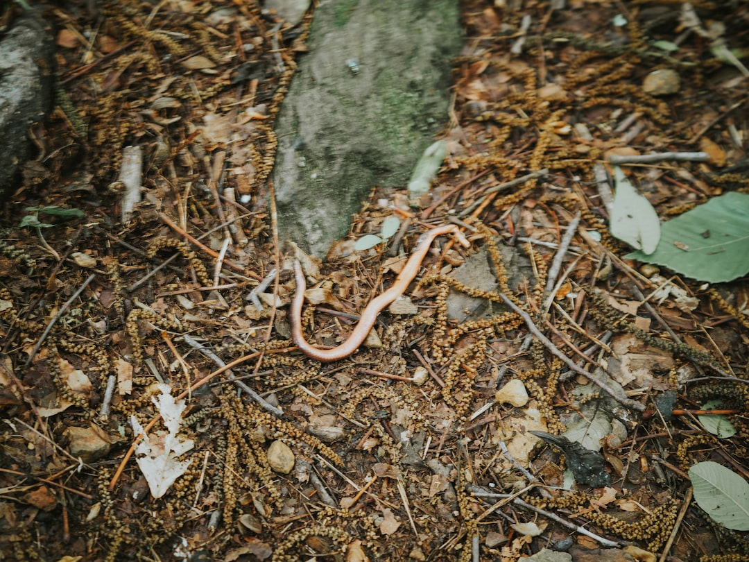 Destructive 'Jumping Worms' Invade Western States, Threatening Forest Ecosystems