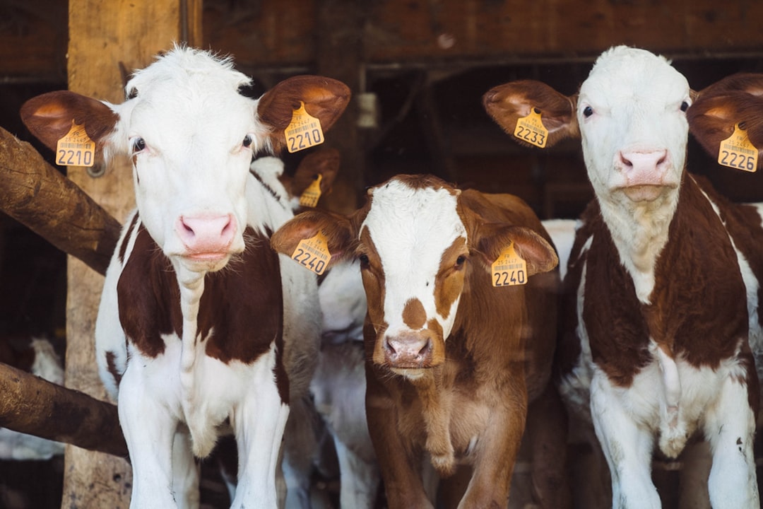 EU Antibiotic Overuse in Livestock Threatens Global Health, Report Warns