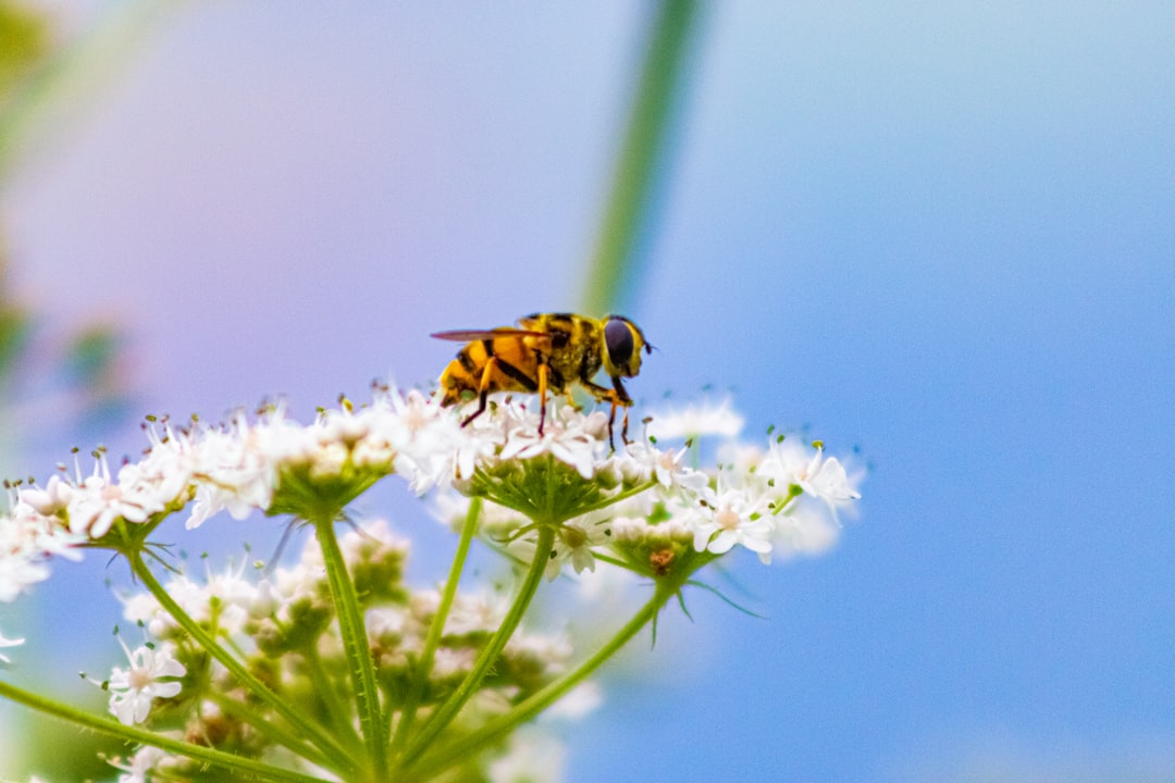 Insect Collapse Now Driving Malnutrition Crisis in Vulnerable Regions