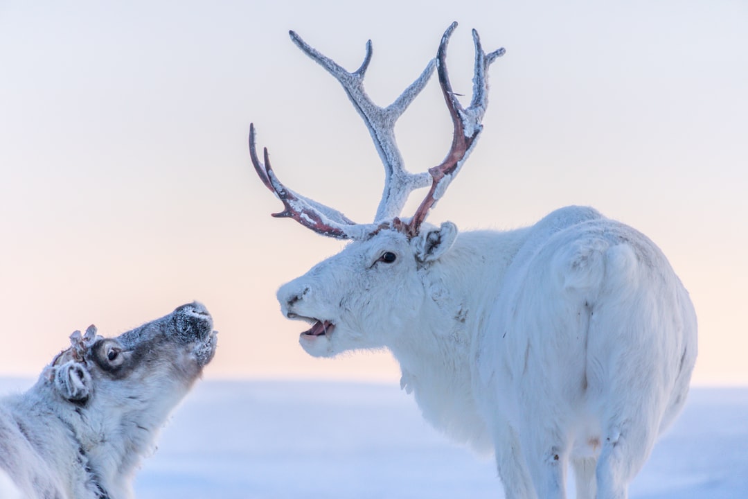 Forever Chemicals Found in Arctic Reindeer, Revealing Pollution's Reach to Earth's Remote Ecosystems