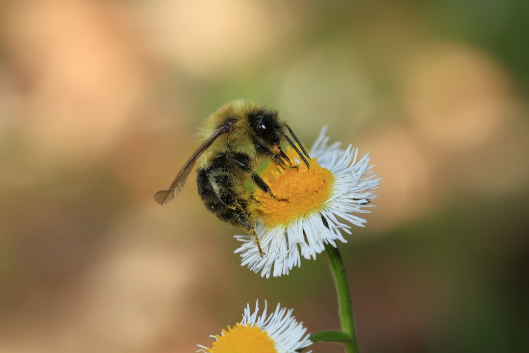 Bumblebees Can Learn Abstract Rhythms Despite Sesame Seed-Sized Brains