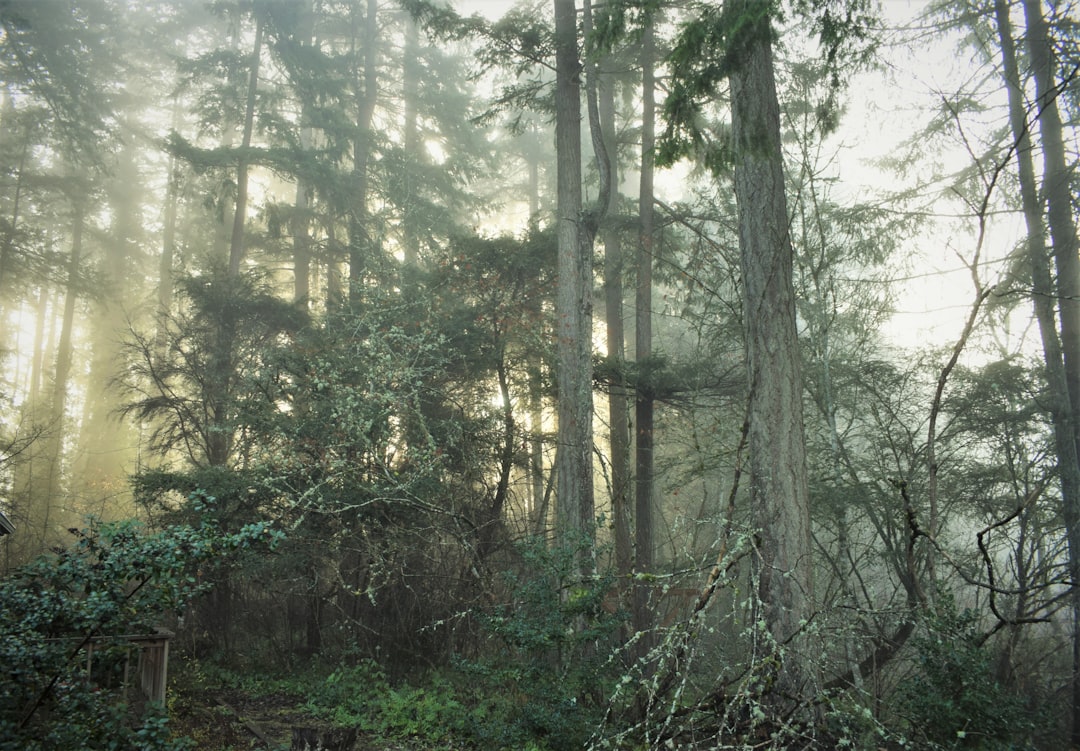 Community Fundraising Saves Ancient Forest From Logging in Washington State