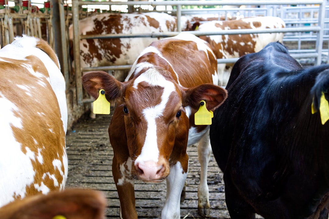 Newly Discovered Cellular Structure May Drive Methane Production in Cattle