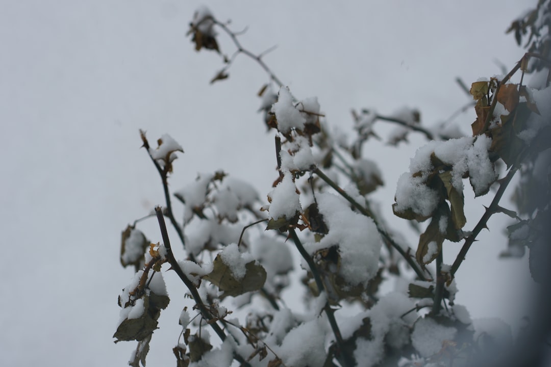 Greta Gerwig's 'Narnia' Lands Meryl Streep in Netflix's Billion-Dollar Bet