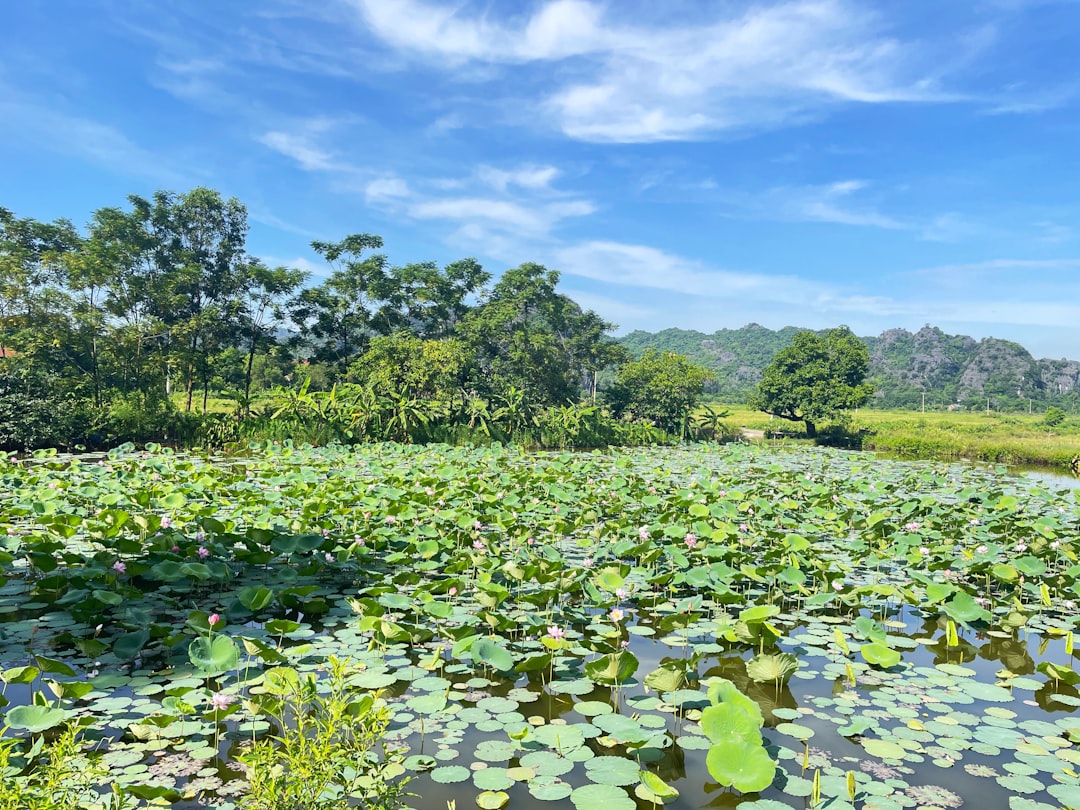 Vietnam's Countryside Mansions: The Bizarre Architecture Trend Nobody Talks About