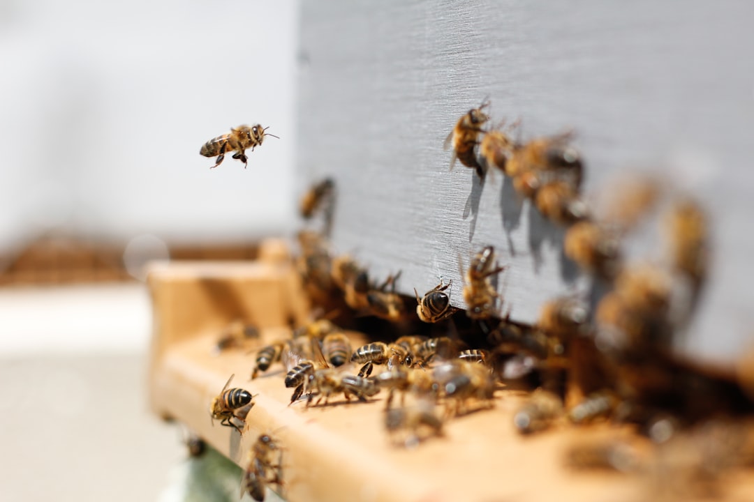 Climate Disruption Drives Bees to Swarm Weeks Early Across North America