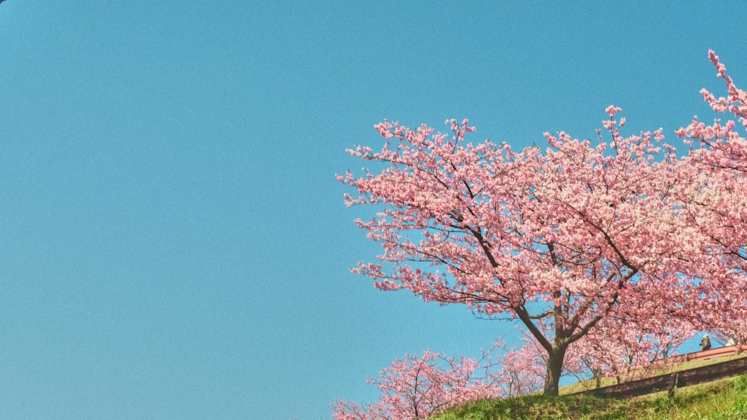 Decades of Sakura Diplomacy Wither as China Snubs Japanese Cherry Blossom Overtures