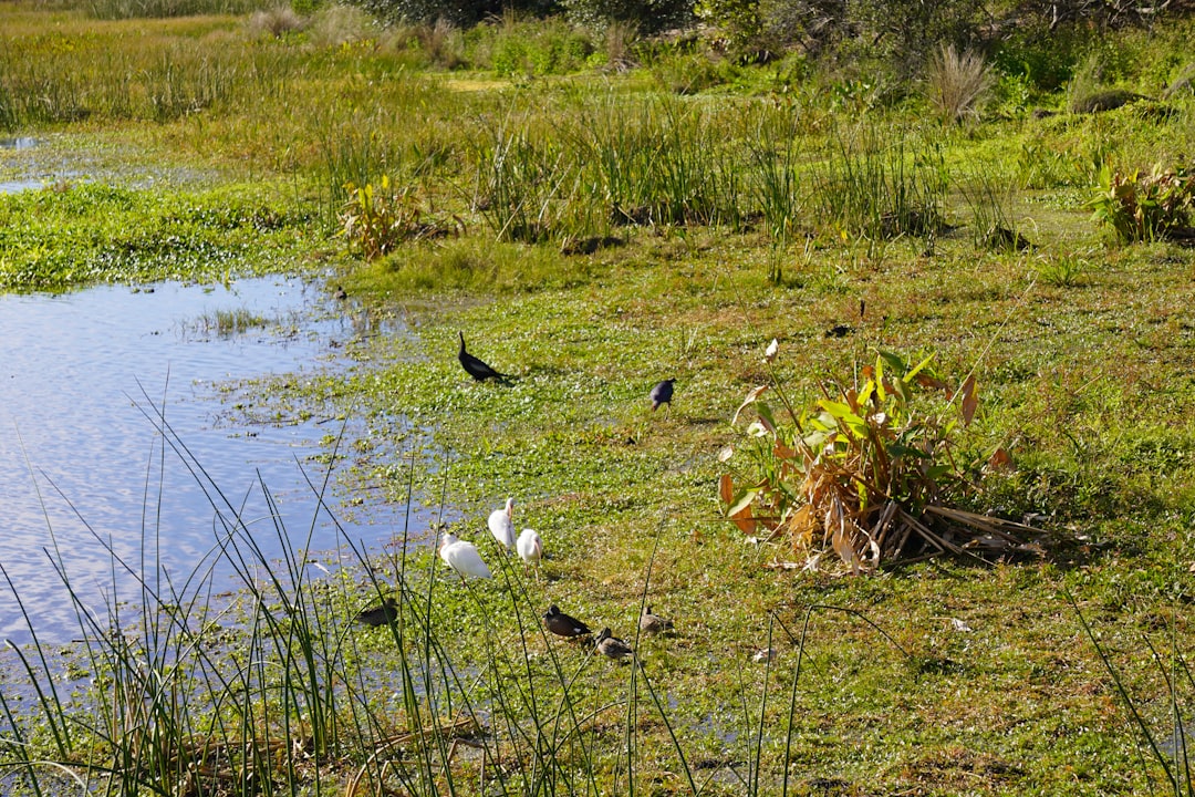 Silent Wetlands: NSW Government Delays Threaten Critical Bird and Frog Habitat