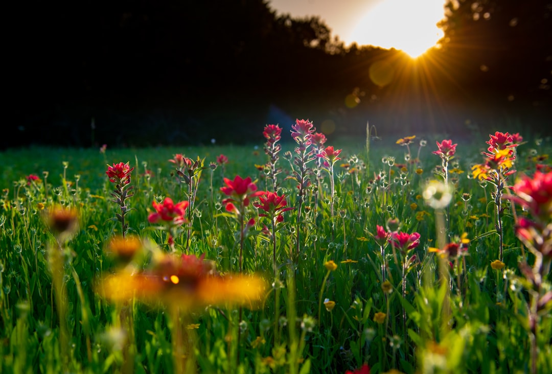 Solar Farms Bloom Into Butterfly Havens in Midwest Conservation Win