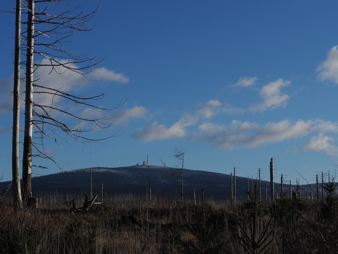 UK Government's Tree-Planting Debacle: 800,000 Saplings Dead Within a Year