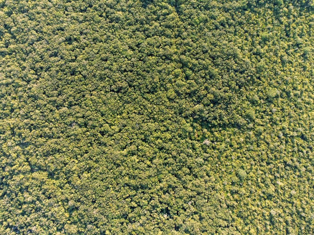 Tropical Deforestation Linked to Thousands of Heat Deaths as Forest Loss Raises Local Temperatures