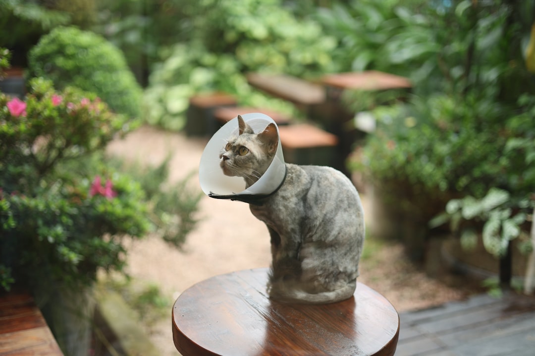 Italy Extends Paid Sick Leave to Include Care for Ill Pets