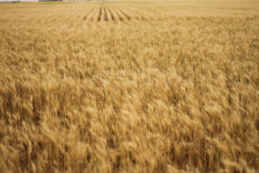 Kansas Wheat Farmers Face Worst Harvest Since 1972 as Climate Extremes and Costs Collide