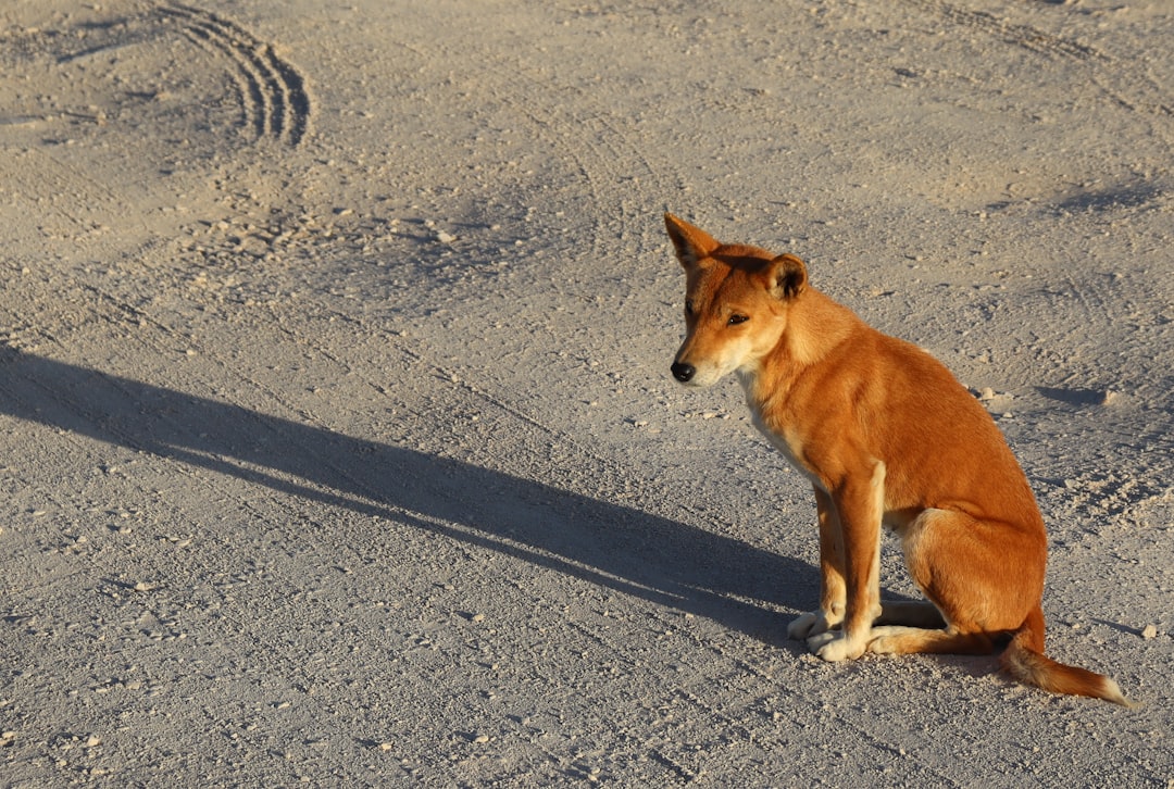 Coroner Confirms Canadian Backpacker Died in Dingo Attack Drowning