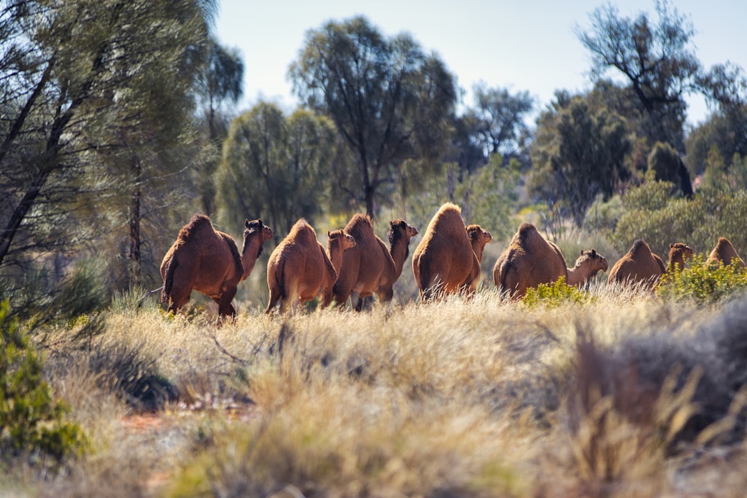 Australia Faces Hotter, Drier Winter as Bureau Warns of Potential El Niño