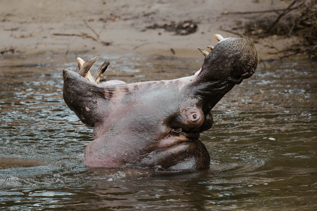 Colombia Authorizes Euthanasia for Pablo Escobar's Hippos as Population Explodes