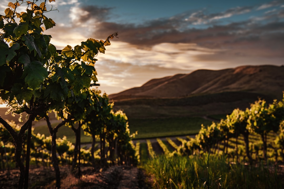 Armenian Grape Farmers Revive Ancient Wine Traditions While Protecting Ecosystems