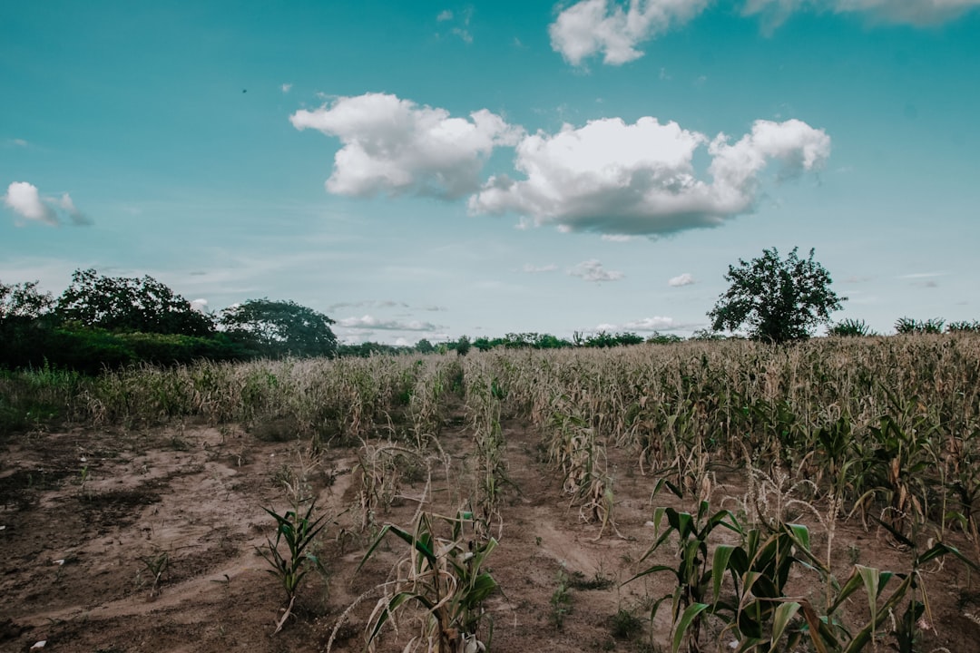Agribusiness Escalates Pressure on Lula Government Over Mounting Rural Debt Crisis