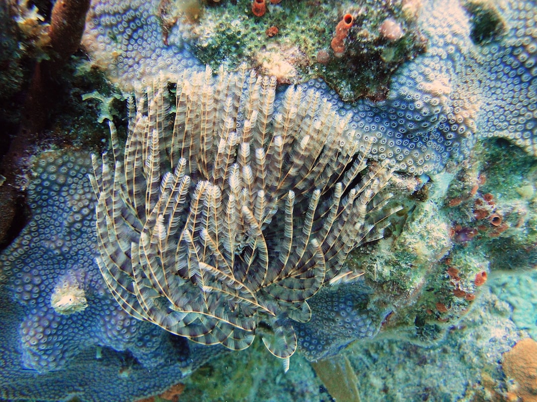 Narco Submarines Cross Pacific to Feed Australia's Drug Market