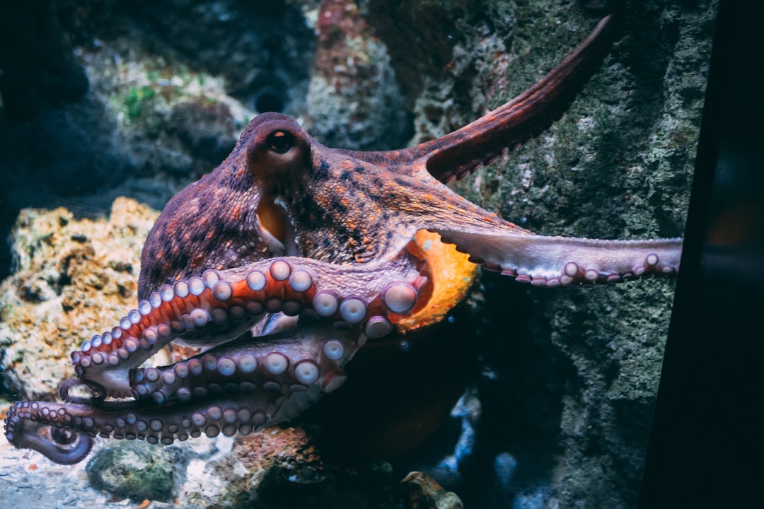 Golf-Ball Sized Blue Octopus Discovered in Galapagos—Adding Mystery to World's Most Famous Wild Laboratory