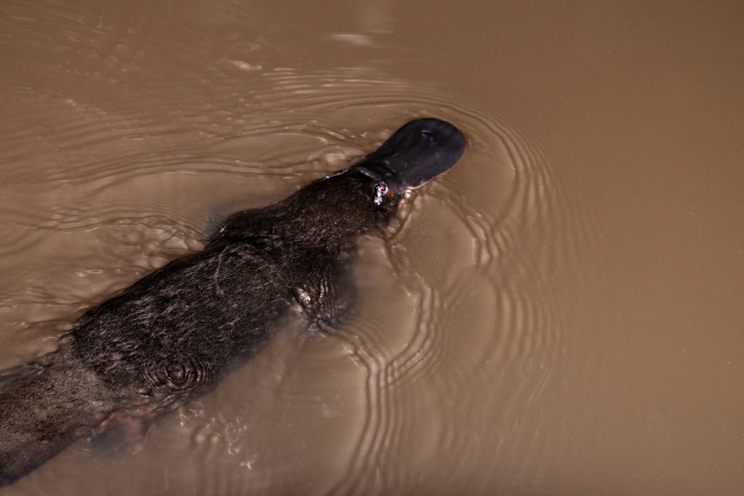 Platypuses Keep Getting Weirder: Hollow Melanosomes Found in Their Fur