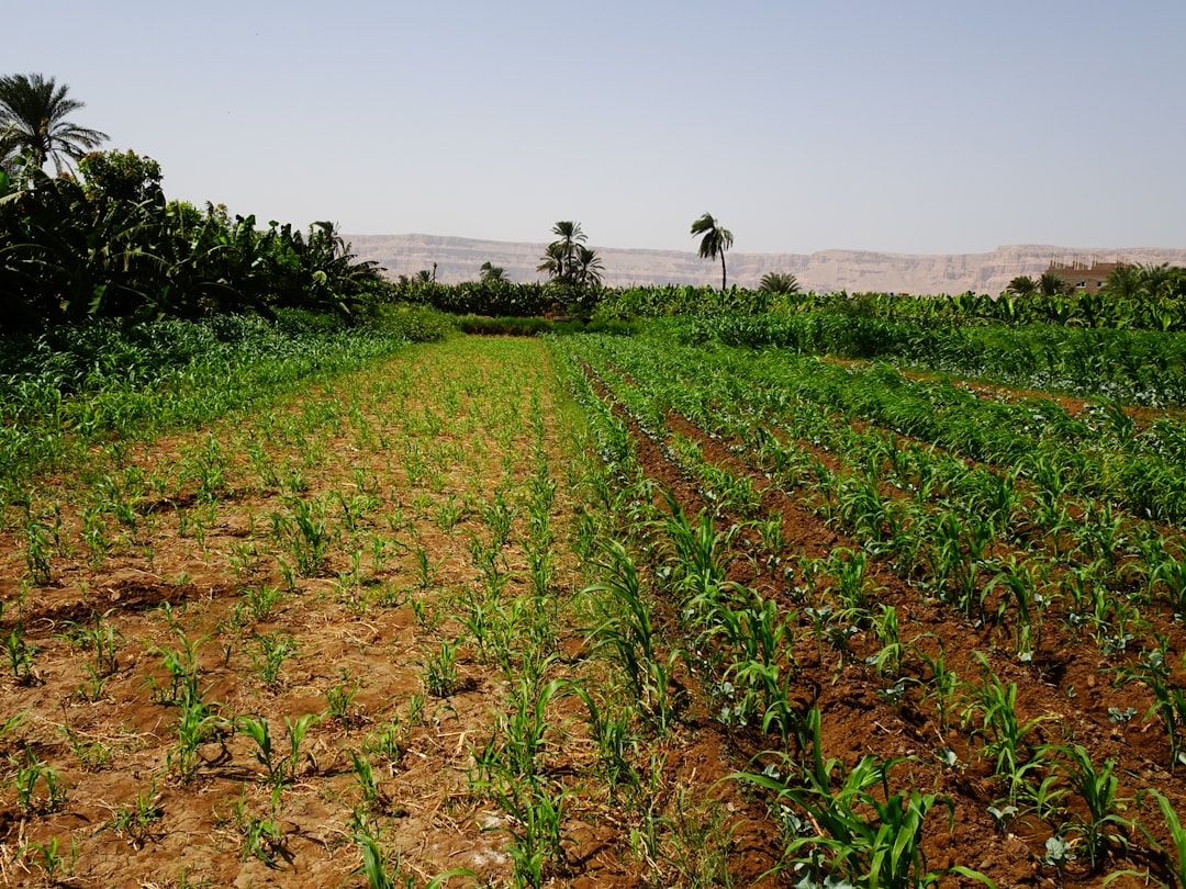 Food Price Surge Looms as Iran Conflict Disrupts Global Fertilizer Supply