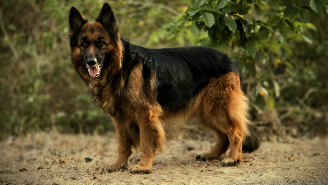 EU Bans 'Hypertype' Dog and Cat Breeding in Animal Welfare Revolution
