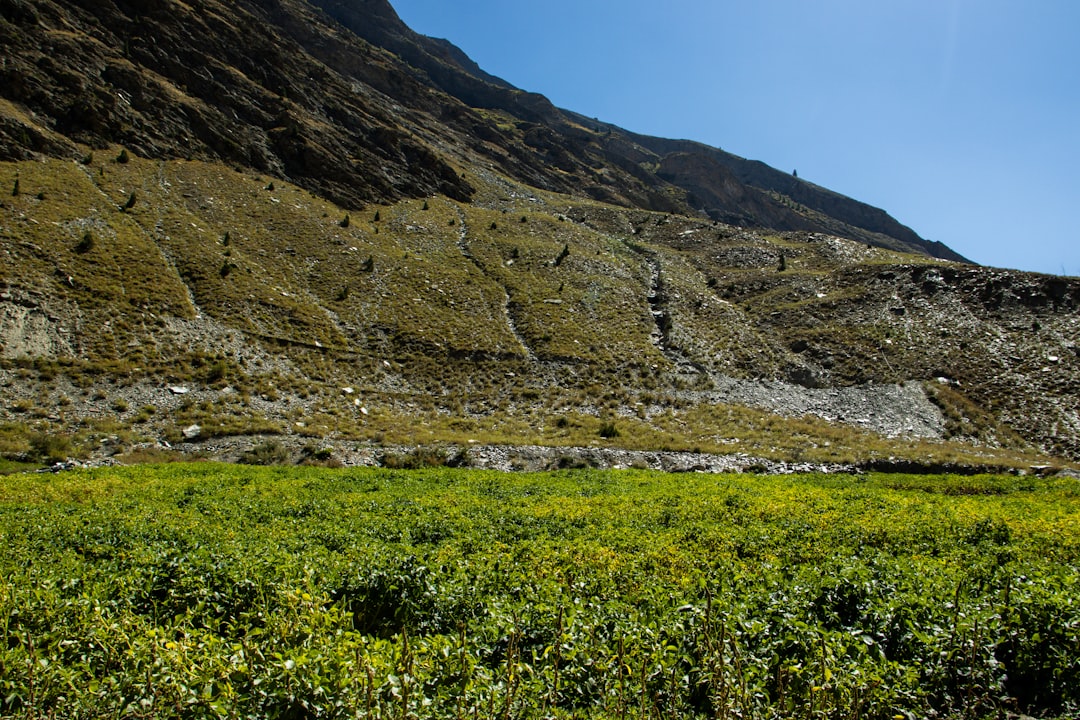 Kenya's GMO Potato Promises Safer Food by Reducing Pesticide Dependence