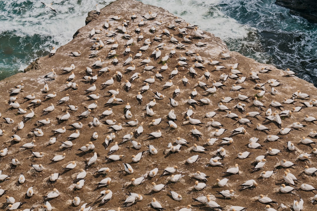 UN Expands Protections for Migratory Species as Owls, Cheetahs, and Sharks Gain International Status