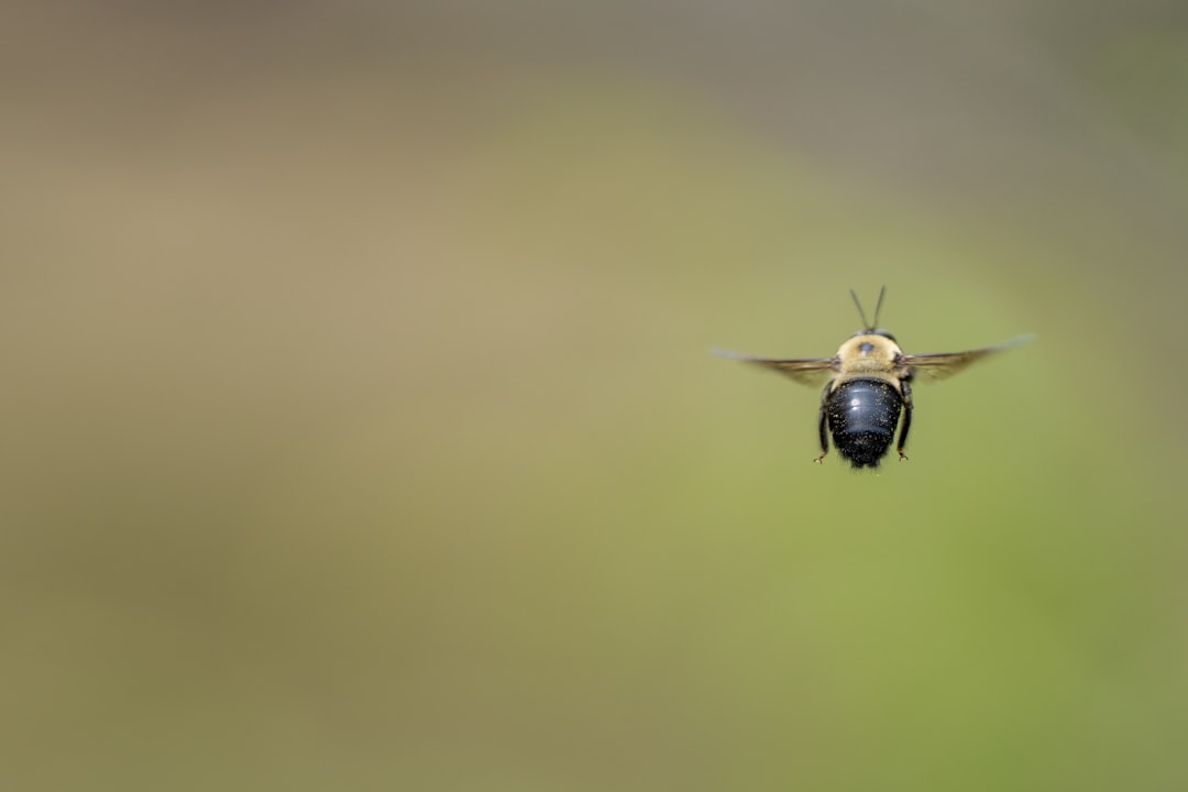 Bumblebee Queens Can Survive Days Underwater Using 'Suspended Animation'