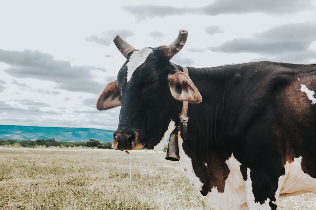 EU Set to Ban Brazilian Beef Over Antibiotics in September - Unless Brasília Complies