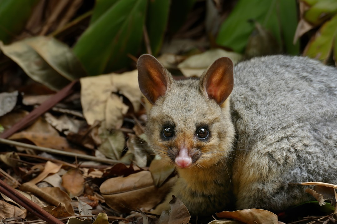 Anti-Abortion Activist Admits Using Sugar Glider Photos, Calls It 'Insignificant Detail'