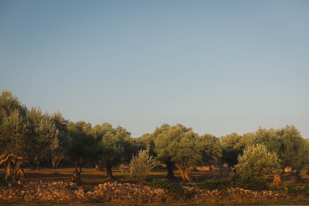 Israel's Agricultural Warfare in Lebanon: Thousands of Olive Trees Destroyed, Stolen