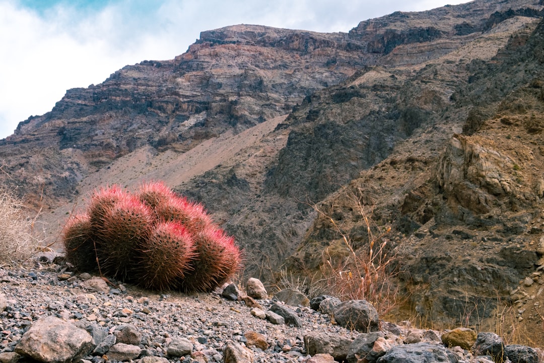Death Valley Experiences Greatest Wildflower Bloom Since 2016 'Superbloom'
