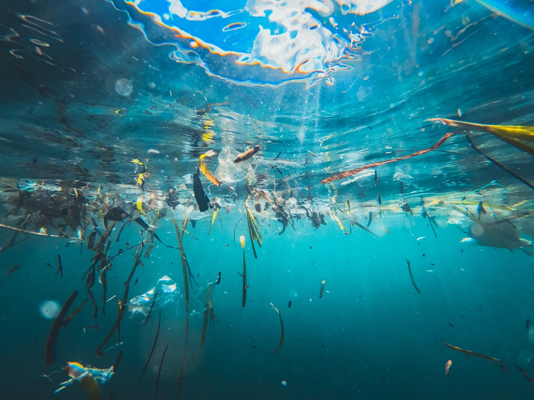 Microplastics Infiltrate Fish Before Birth, Study Reveals Alarming Ocean Contamination