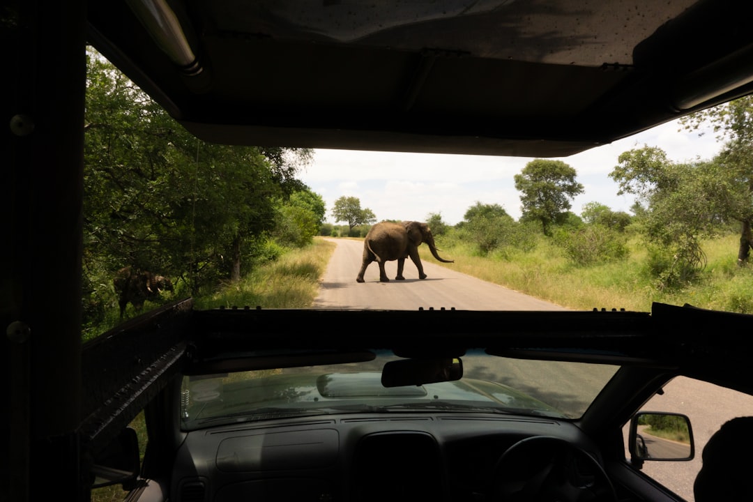 Tourists Found Dead in Kruger National Park, Raising Safety Concerns